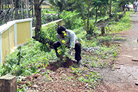 Plants: image 1 0f 4 thumb